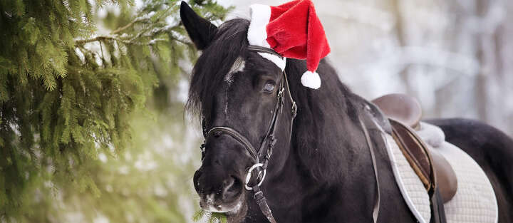 schwarzer pferd traegt weihnachtsmuetze 1700x740